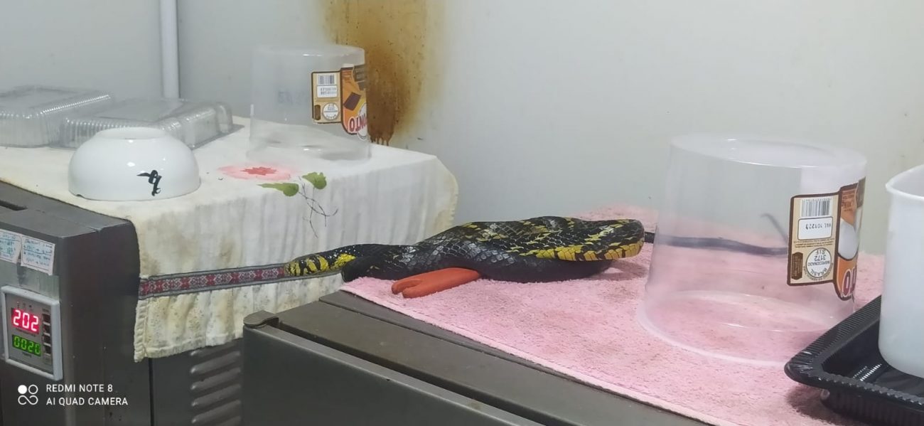 'Cook's' snake found on slab in bakery in Pomerode - Disclosure/Reproduction/ND