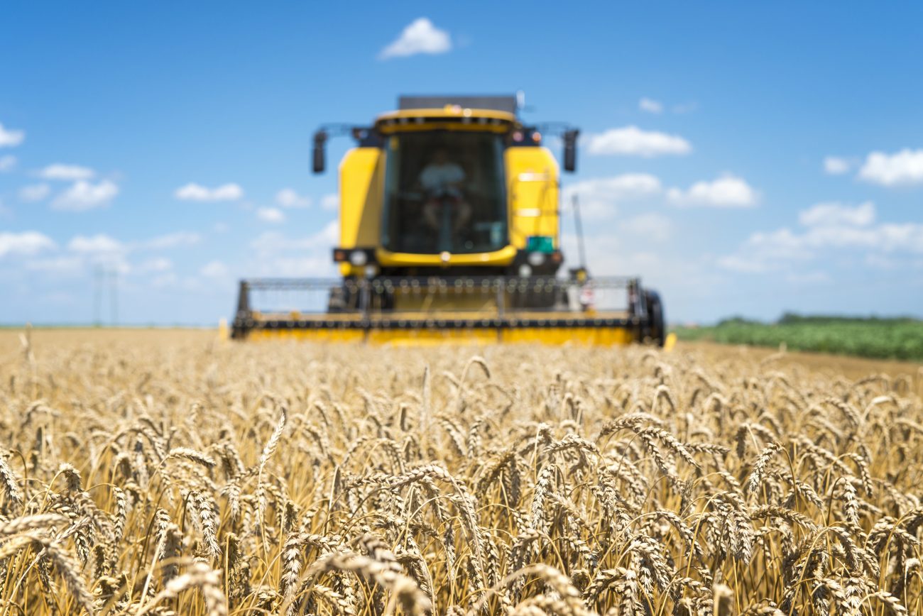 Na foto aparece uma máquina agrícola colhendo trigo em uma plantação.