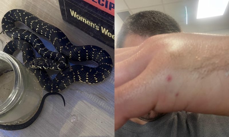 Serpente escura enrolada ao lado da mão do homem ferida pelo ataque 