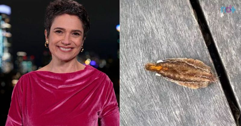Apresentadora relatou na internet que foi atingida pela lagarta – Foto: Reprodu&ccedil;&atilde;o/Interner