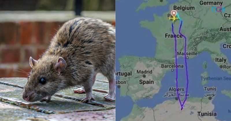 Avi&atilde;o teve que retornar para o aeroporto – Foto: Reprodu&ccedil;&atilde;o/Internet