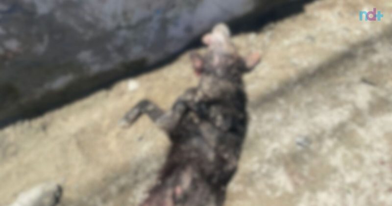 Imagem mostra corpo de vira-lata destroçado após ataque de pitbull