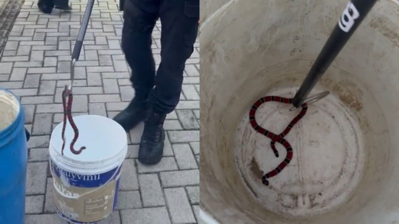 Cobra-coral encontrada dentro de balde no bairro Espinheiros; agente da Guarda Municipal pega o animal com bastão