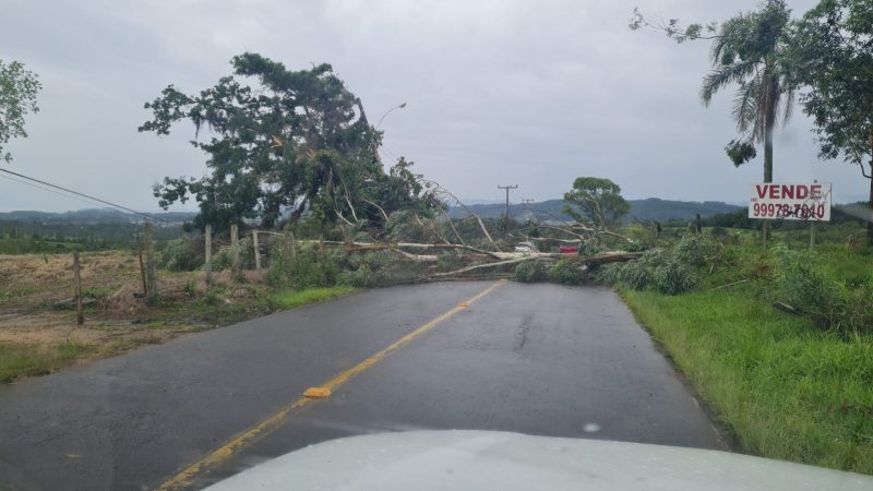 Árvore caída na Rua Arquimedes Naspolini, em Criciúma, na manhã desta sexta-feira (3) &#8211; Foto: Divulgação/ND