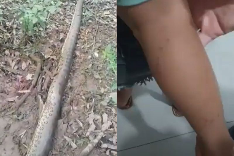 Sucuri imensa foi morta por policiais 