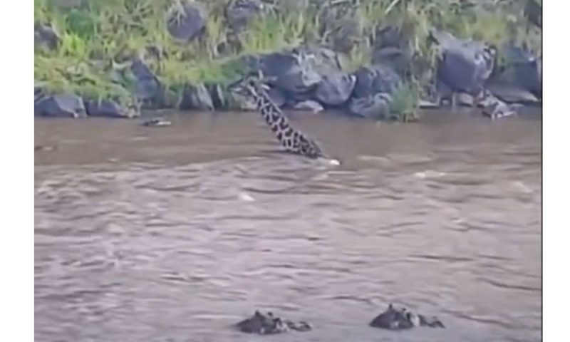 Girafa tenta escapar do ataque, mas dentro da &aacute;gua ficou dif&iacute;cil – Foto: Reprodu&ccedil;&atilde;o