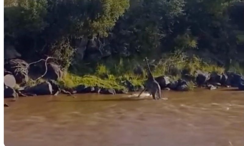 Crocodilo submerso ataca girafa que atravessava rio