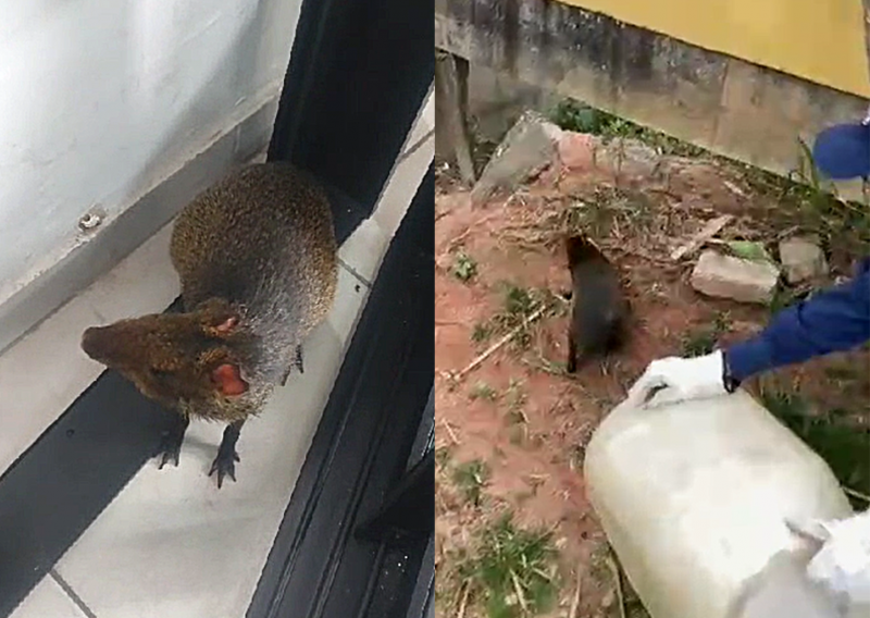 Cutia é confundida com capivara e se abriga em loja de Florianópolis