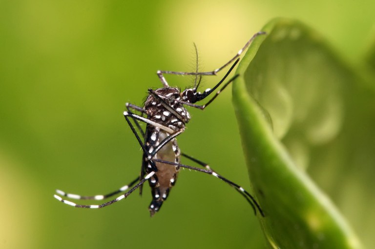 Dengue em Florianópolis acumula muitos casos 