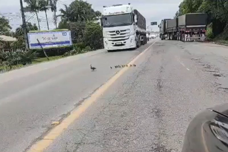 Ducks calmly marched along the highway 
