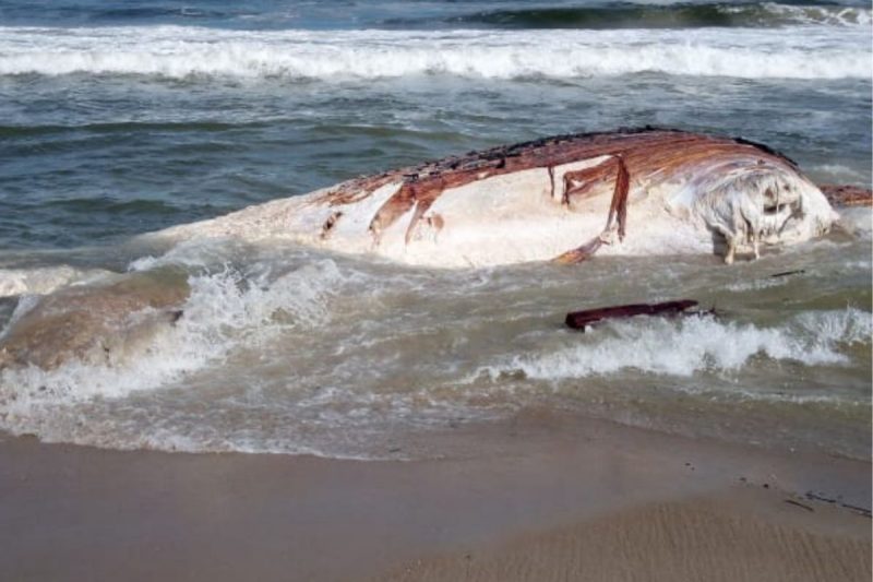 Baleia-jubarte apareceu morta na praia 