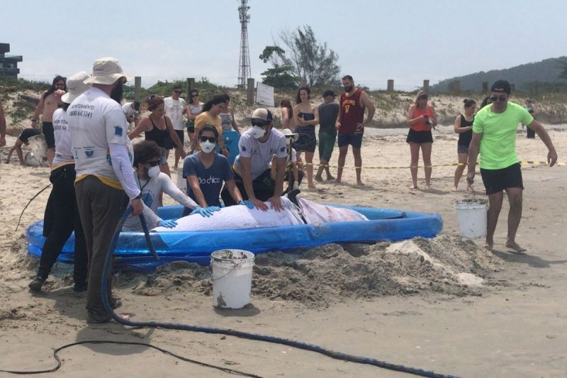 Baleia enorme recebeu atendimento de veterinários 