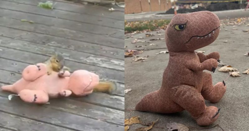 Esquilo furtou a pel&uacute;cia de Blaze – Foto: The Dodo/Reprodu&ccedil;&atilde;o/ND