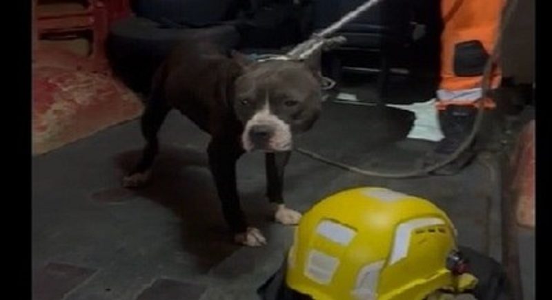 Pitbulls atacaram duas pessoas na rua, no interior de Minas Gerais