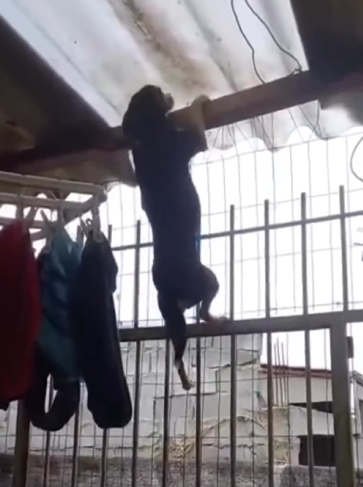 Mila escaladora profissional de portão ataca novamente - Foto: Internet/Reprodução/ND