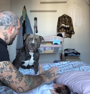 Mino, um cachorro da raça American Bully defendeu uma bebê de uma possível ameaça 
