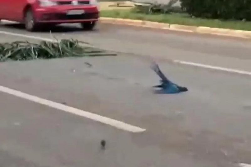 Two macaws were hit by a car after falling from a tree during heavy rain on Avenida Juscelino Kubitschek in Palmas.  — Photo: Reproduction/ND