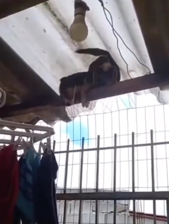 Mila escaladora profissional de portões ataca novamente - Foto: Internet/Reprodução/ND