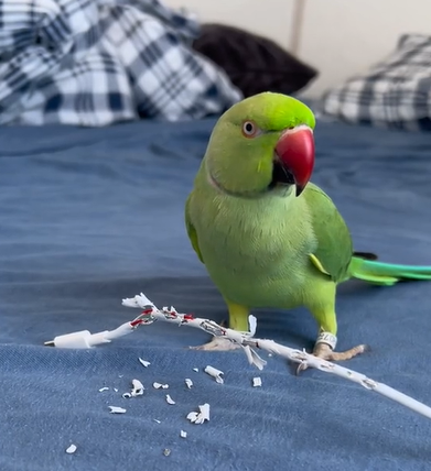 Papagaio "tacando o terror" comendo um carregador - Foto: AriMicul/Divulgação/ND