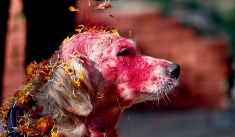 Festival colorido celebra a vida de cachorros