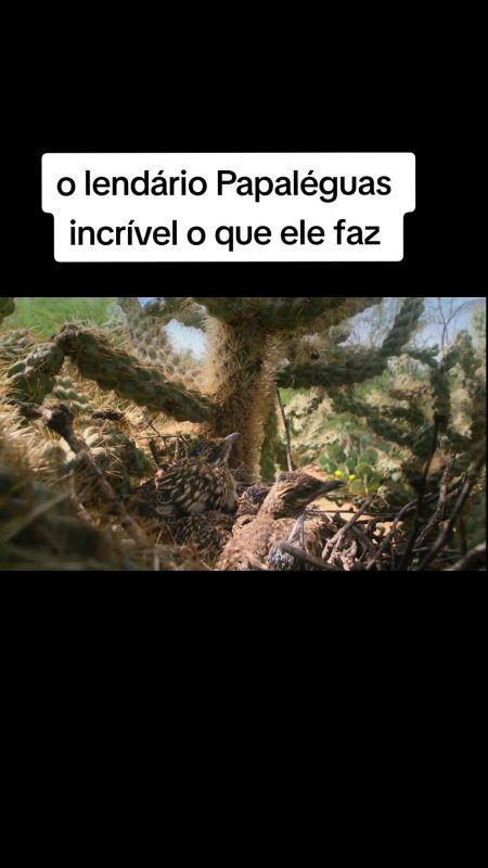 Filhotes do Papa-l&eacute;guas. – Foto: TikTok/Divulga&ccedil;&atilde;o/ND