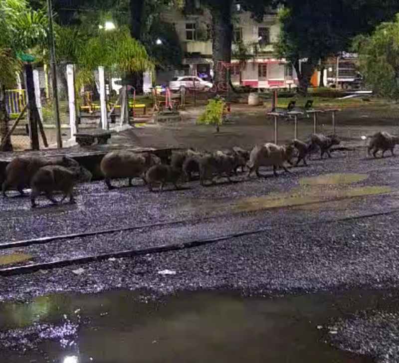 Capivaras caminham pela chuva nos trilhos da ferrovia em Herval D'Oeste