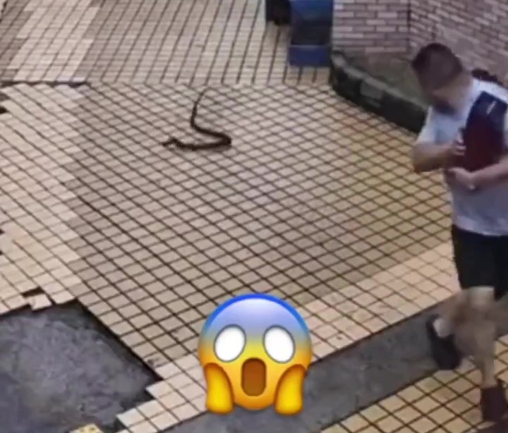 Depois de atacar, a cobra tenta sair do local o mais r&aacute;pido poss&iacute;vel. – Foto: Redes Sociais/Divulga&ccedil;&atilde;o/ND