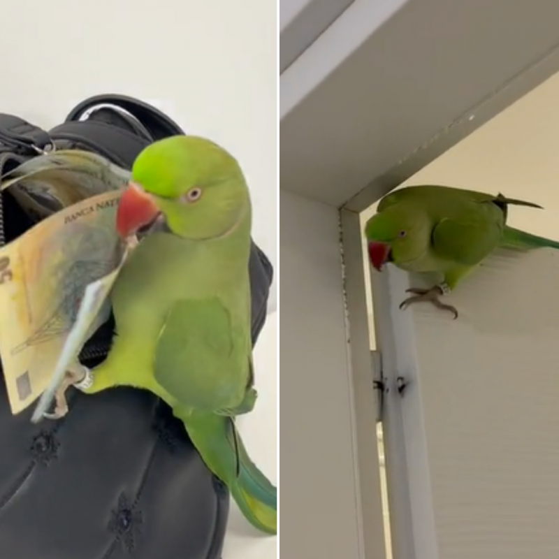 Ave "tacando o terror" destruindo tudo o que pode - Foto: AriMicul/Divulgação/ND