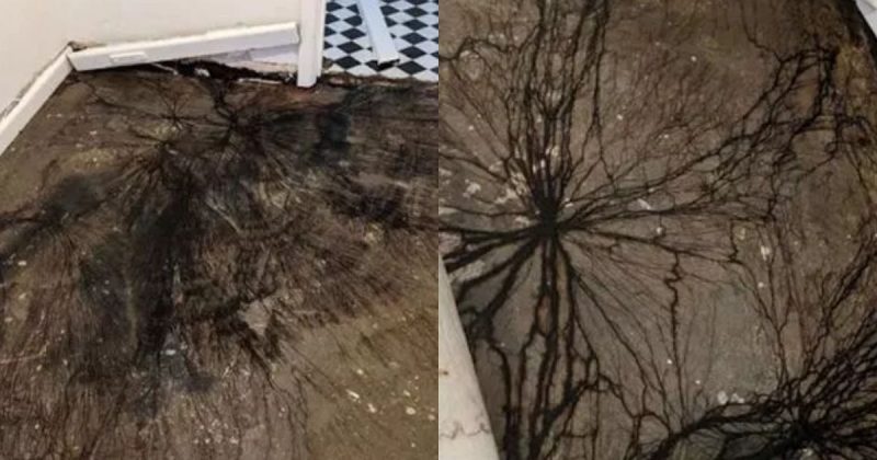 Mulher ficou apavorada com a teia