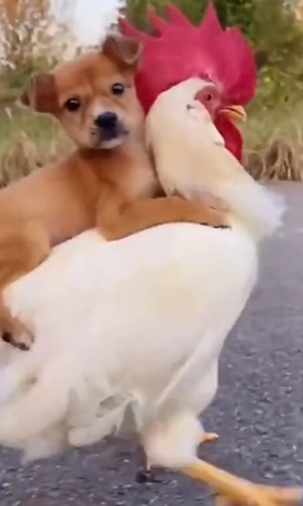 Cachorro caramelo viralizou na internet após receber carona de uma galinha 