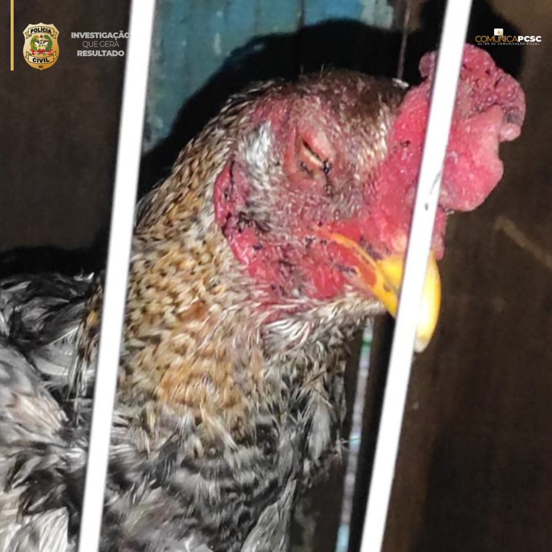 The Civil Police of Santa Catarina launched Operation Galo da Madrugada this Thursday (13) in towns in the west of the state.  A total of 5 search and arrest warrants were executed and a man was arrested for illegal possession of a firearm.  150 roosters were also collected.  - Reproduction/Civilian Police
