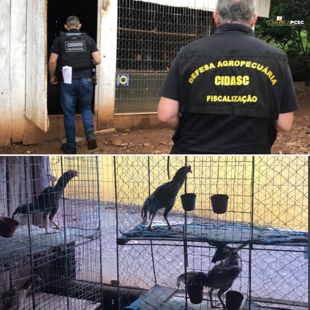 The operation was supported by civilian police officers from the Criminal Investigation Department and the Women's Protection Station of Chanchere, Bom Jesus, Xasim and Chapeco.  The warrants were executed in the neighborhoods of Nossa Señora de Lourdes, Leandro and João Winkler in Chanchers, as well as on the Pequena line in the hinterland of Chapeco.  - Reproduction/Civilian Police