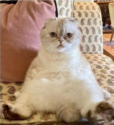 Olivia Benson, gata de Taylor Swift, sentada no sofá