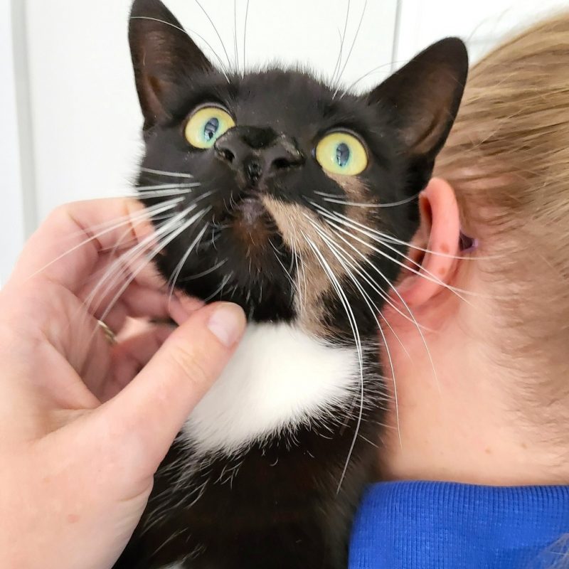 A cat with two noses on the lap of an employee of the institution.