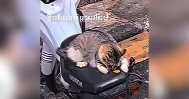 Um gato extremamente guloso comeu o banco de uma moto – Foto: palho&ccedil;amilgrau/Instagram/Reprodu&ccedil;&atilde;o/ND