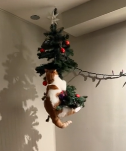 Nem mesmo pendurada no teto, árvore de natal ainda sofre com o ataque de gato - Foto: Internet/Divulgação/ND