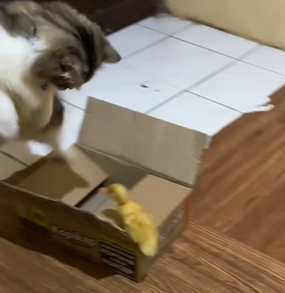 Ave inova em brincadeira após correr atrás de um gato - Foto: Internet/Divulgação/ND