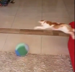 Gato imita Taffarel e viraliza nas redes sociais 