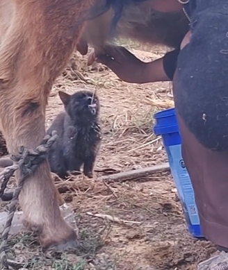 Gato da roça é visto bebendo leite diretamente da vaca