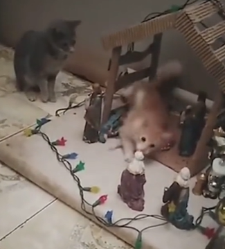 Two cats made a huge mess inside the nativity scene.  Photo: Internet/Disclosure/ND