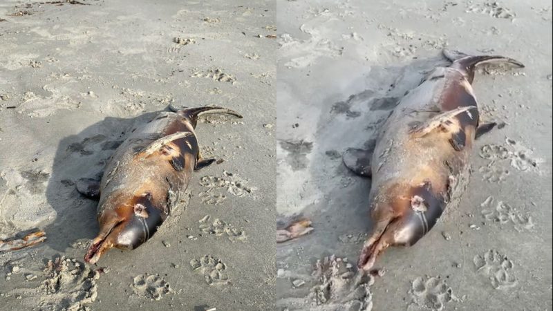 Dead porpoise on the central beach of Balneario Camboriu