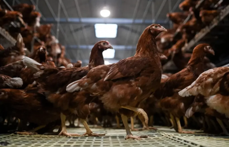 No Brasil nunca houve ocorr&ecirc;ncia da doen&ccedil;a em humanos, mas j&aacute; foram registrados casos nos Estados Unidos, Chile e Equador – Foto: Sebastien Salom-Gomis/Getty Images/ND