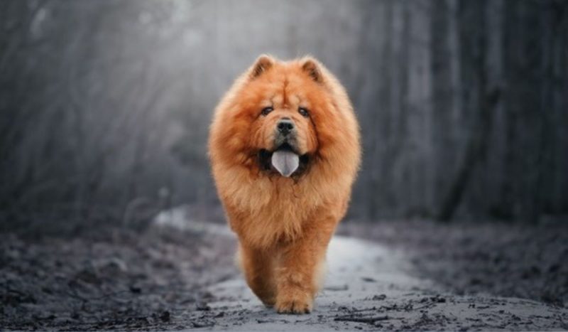 cachorro chow-chow foi morto a machadadas pelo tutor