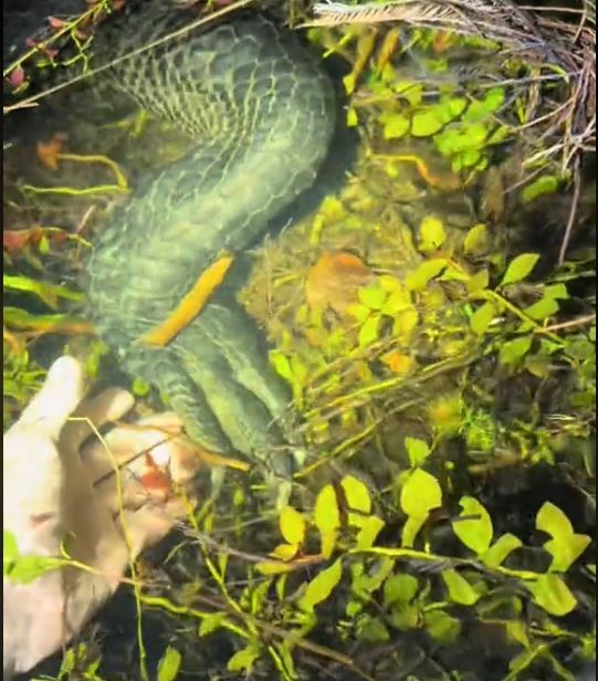 Alligator no pântano, na imagem, caçador aproxima sua mão da pata do réptil embaixo da água.