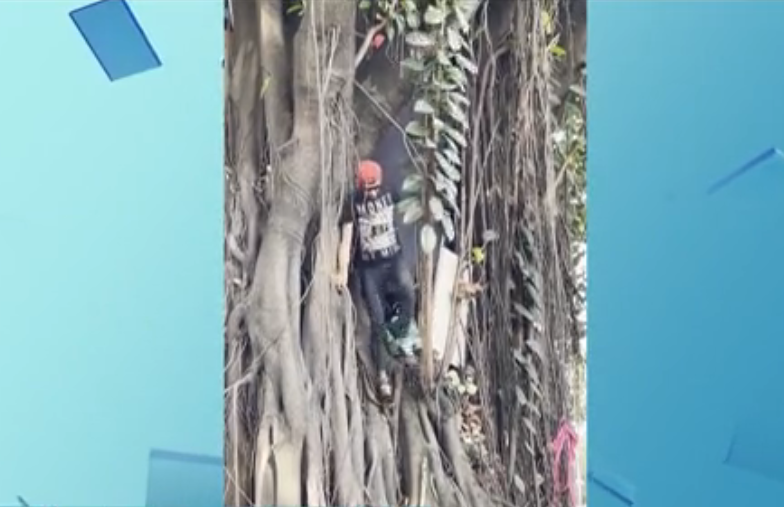 Imagem mostra homem saindo de dentro da árvore