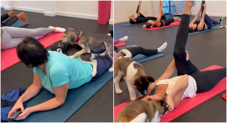 Novas companhias na hora da ioga cativa internautas nas redes sociais – Foto: Divulga&ccedil;&atilde;o/Reprodu&ccedil;&atilde;o/ND
