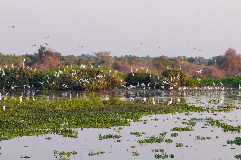 The Pantanal is a large reservoir of fresh water with a rich biodiversity of fauna and flora.  Photo: Disclosure