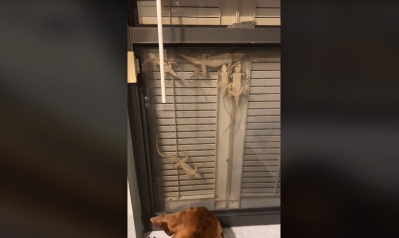 Mulher v&ecirc; que janela de casa virou abrigo para lagartos e sapo – Foto: Reprodu&ccedil;&atilde;o/TikTok/ND