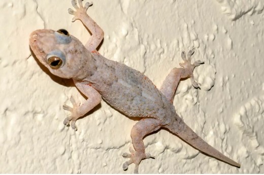 Child taken to hospital after eating reptile – Photo: Reproduction/Internet