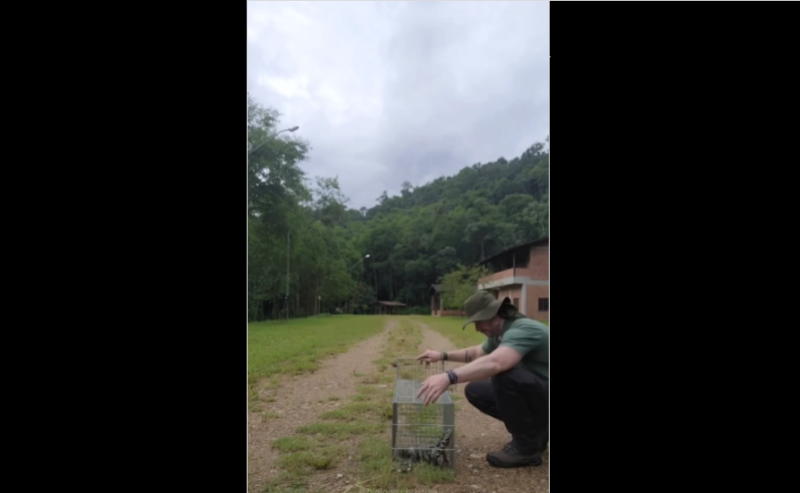V&iacute;deo mostra o bi&oacute;logo Christian Raboch Lempek, de Jaragu&aacute; do Sul, libertando de uma jaula transportadora um lagarto de aproximadamente 60 cent&iacute;metros – Foto: Reprodu&ccedil;&atilde;o/Instagram